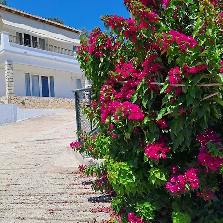 Bougainvillea
