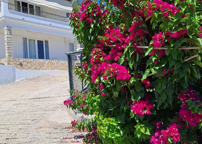 Bougainvillea